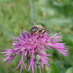 Megachile ligniseca