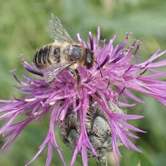Megachile ligniseca