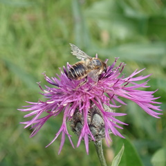 Megachile ligniseca