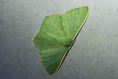 Prasinocyma semicrocea