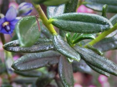 Halgania andromedifolia