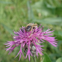 Megachile ligniseca