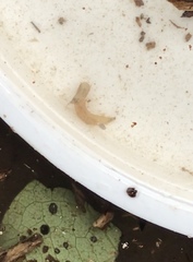Paralimnophila