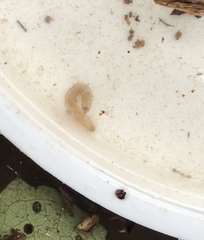 Paralimnophila