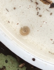 Paralimnophila