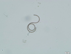 Arthrospira