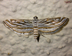 Parapoynx fluctuosalis