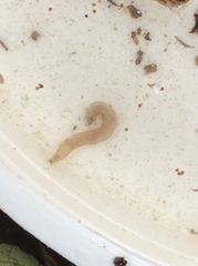 Paralimnophila