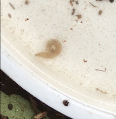 Paralimnophila