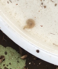 Paralimnophila