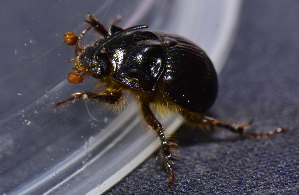 Fimbriate June Beetle