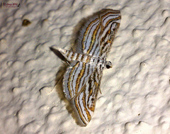 Parapoynx fluctuosalis