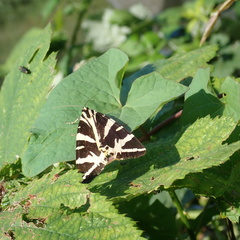 Euplagia quadripunctaria