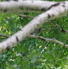 Emberizidae