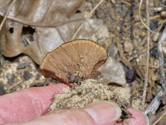 Gloeophyllaceae