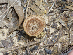Gloeophyllaceae