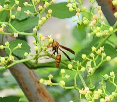Polistes olivaceus