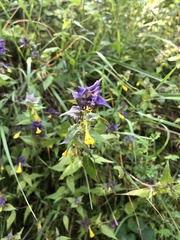 Melampyrum italicum