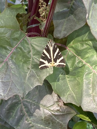 Euplagia quadripunctaria