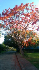 Delonix regia