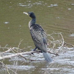Phalacrocorax carbo