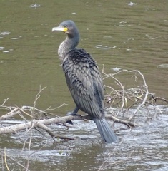 Phalacrocorax carbo