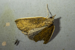 Authaemon stenonipha