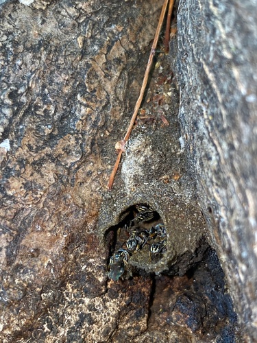 Emerina Stingless Bee