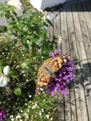 Vanessa cardui