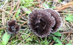 Thelephora caryophyllea