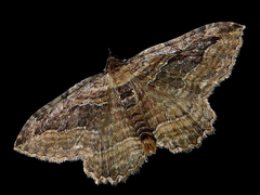 Philereme transversata