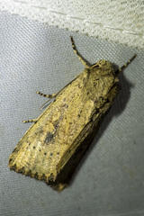 Cerastis punctosa
