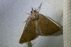 Authaemon stenonipha