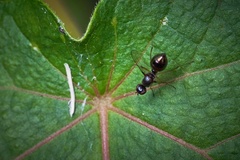 Dicranosepsis