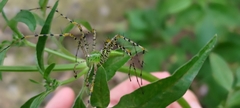Peucetia formosensis