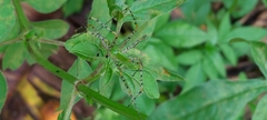 Peucetia formosensis