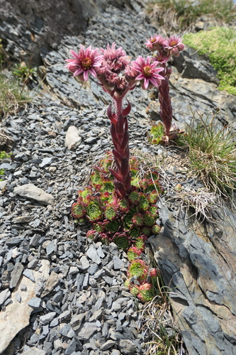 Sempervivum × alatum, photograph 4