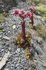 Sempervivum × alatum