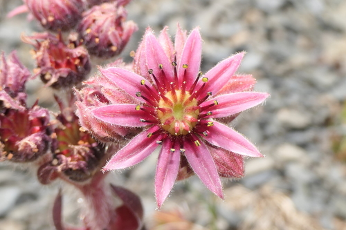 Sempervivum × alatum, photograph 6