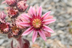Sempervivum × alatum
