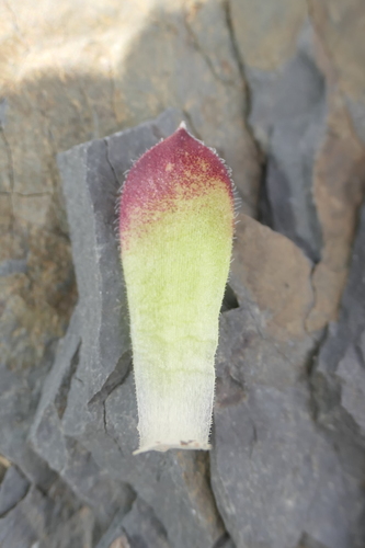 Sempervivum × alatum, photograph 5