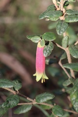 Correa reflexa speciosa