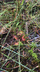 Drosera
