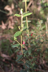 Correa reflexa speciosa