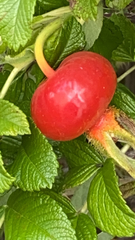 Rosa rugosa