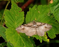 Alcis deversata
