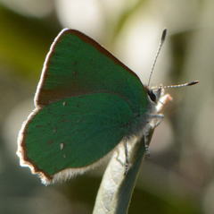 Callophrys viridis
