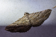 Chrysolarentia severata