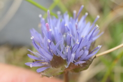 Jasione laevis