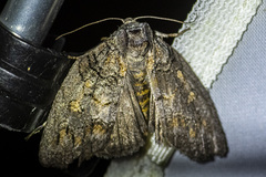 Discophlebia celaena